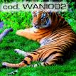 wani002.jpg