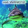 wani012.jpg