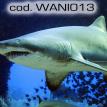 wani013.jpg