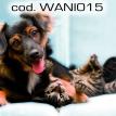 wani015.jpg