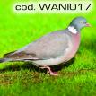 wani017.jpg