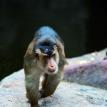 wani025.jpg