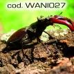 wani027.jpg