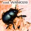 wani028.jpg