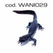 wani029.jpg