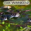 wani032.jpg