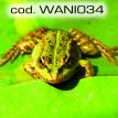 wani034.jpg