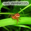 wani035.jpg