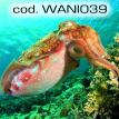 wani039.jpg