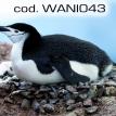 wani043.jpg