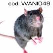 wani049.jpg