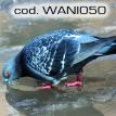 wani050.jpg