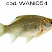 wani054.jpg