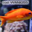 wani055.jpg