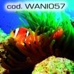 wani057.jpg