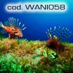 wani058.jpg