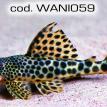 wani059.jpg