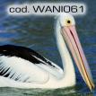 wani061.jpg