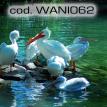 wani062.jpg