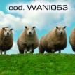 wani063.jpg