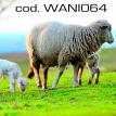 wani064.jpg