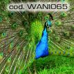wani065.jpg