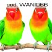 wani066.jpg
