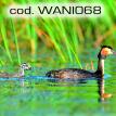 wani068.jpg