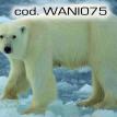 wani075.jpg