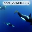 wani076.jpg