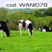 wani078.jpg