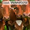 wani079.jpg