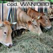 wani080.jpg