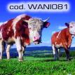 wani081.jpg