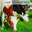 wani082.jpg