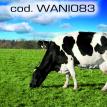 wani083.jpg
