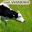 wani084.jpg