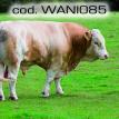 wani085.jpg