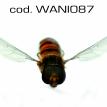 wani087.jpg