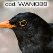 wani088.jpg