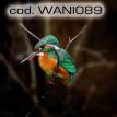 wani089.jpg