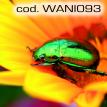 wani093.jpg