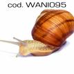 wani095.jpg