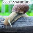 wani096.jpg