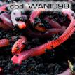 wani098.jpg