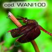 wani100.jpg