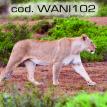 wani102.jpg