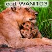 wani103.jpg