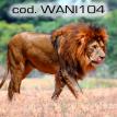 wani104.jpg