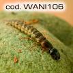 wani106.jpg